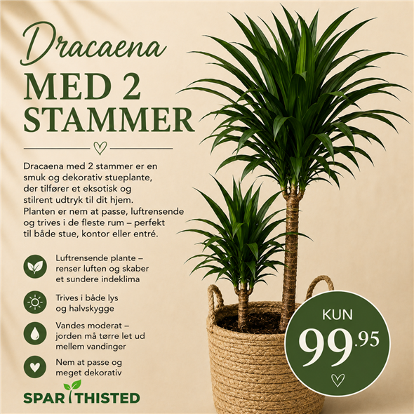 Dracaena