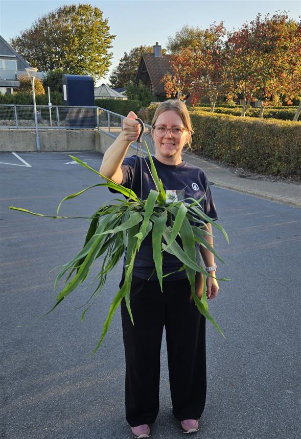 Apiphyllum
