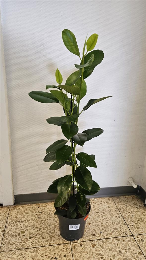 Ficus fuji