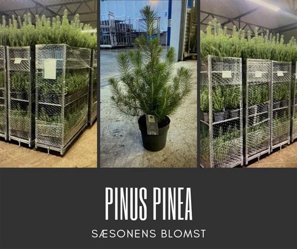 Pinus
