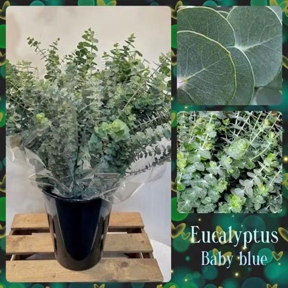 Eucalyptus