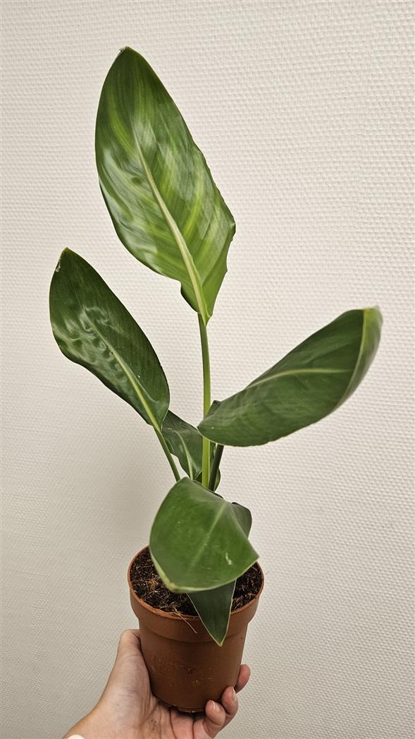 Paradisfugl