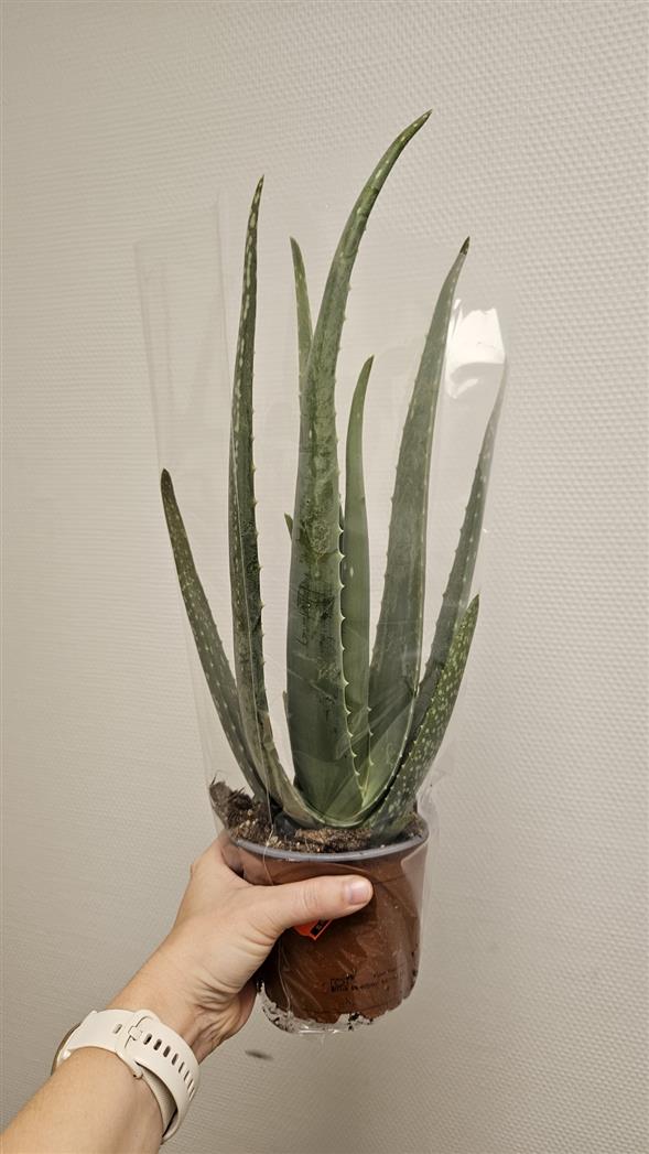 Aloe vera
