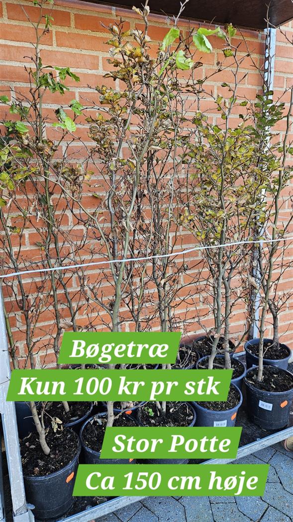 Bøge træ
